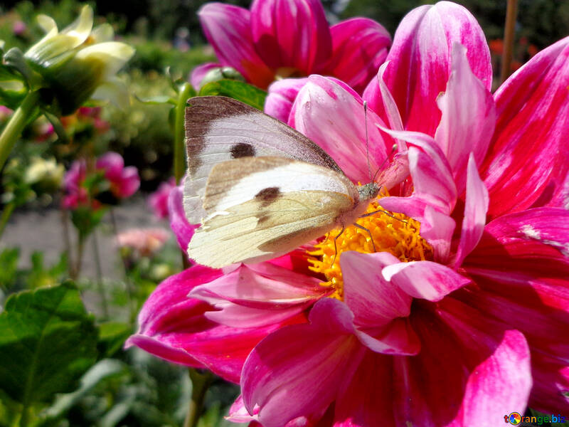 Farfalla di cavolo cappuccio №23426