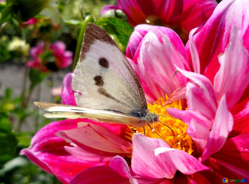Butterfly on flower №23427