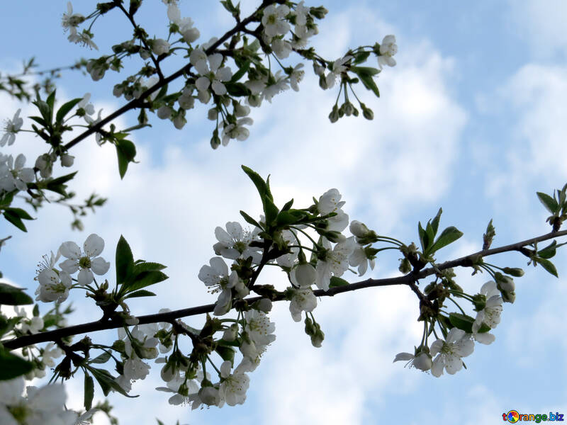 Un ramo di fiori di ciliegio №23941
