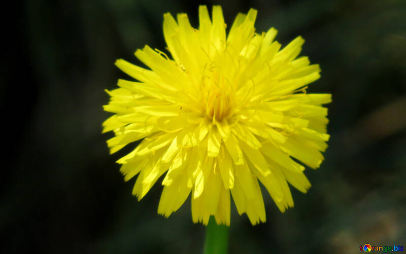 Yellow dandelion flower №23055