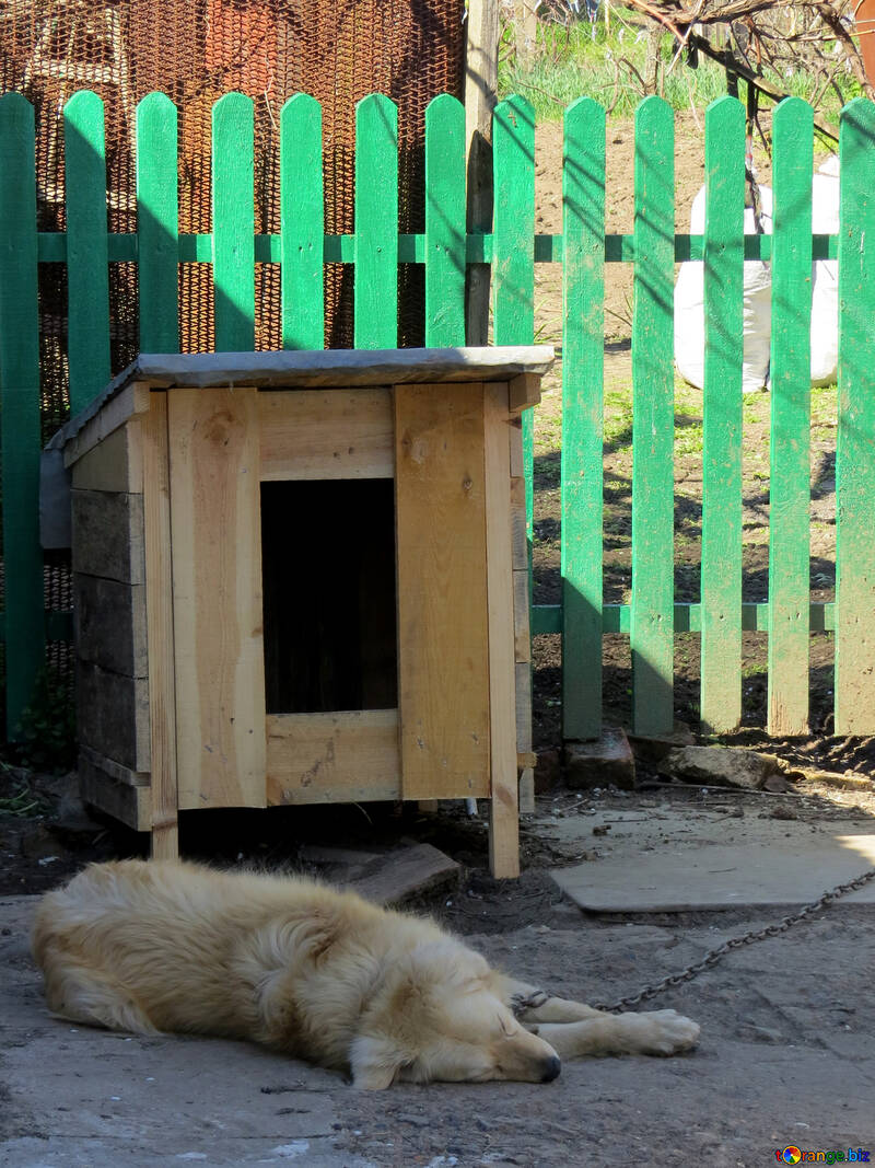 Dog house №23877