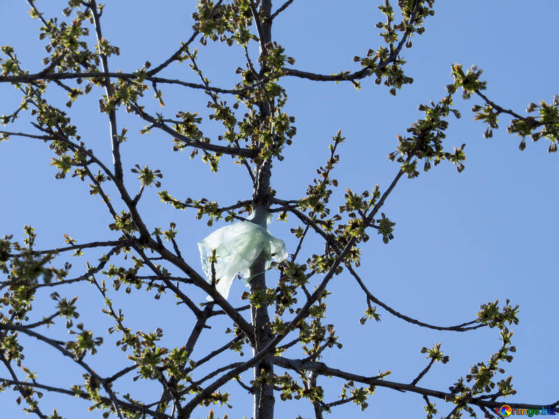 Sac plastique coincé dans l`arbre №23975