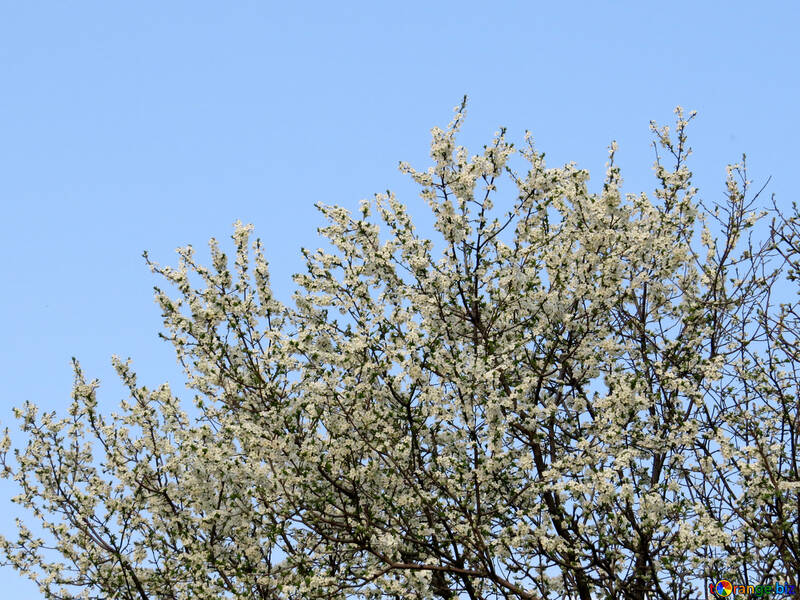 Flowering tree №23932