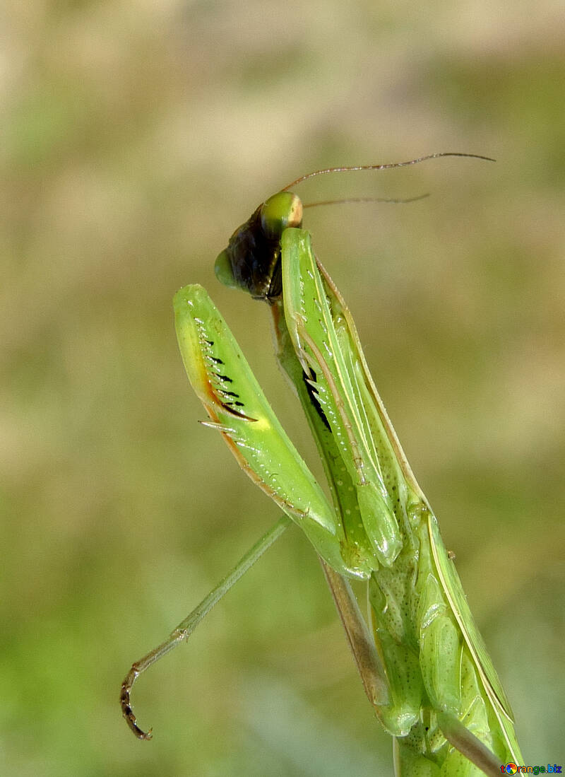 Mantis predatory insect №23332