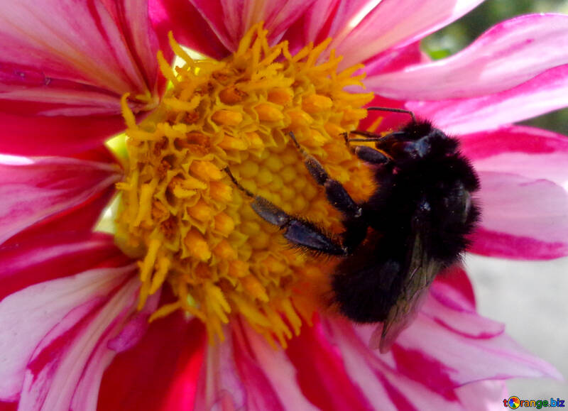 Bumble bee en fleur №23424