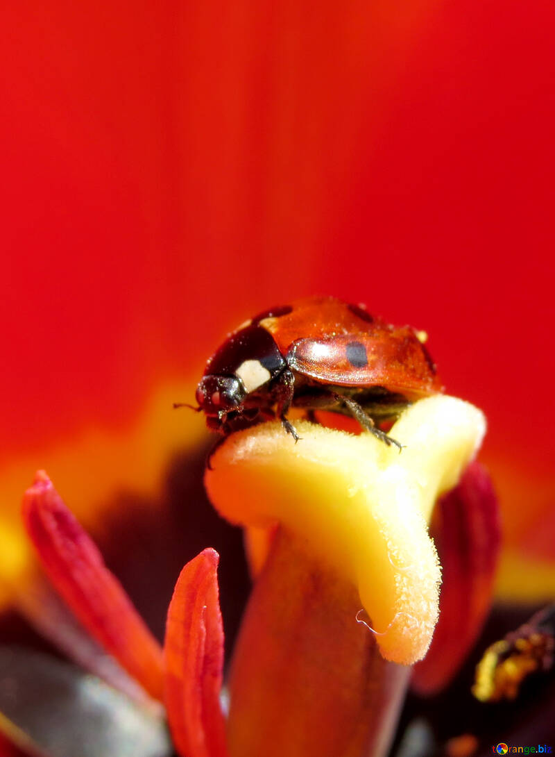 Ladybird close-up №23358