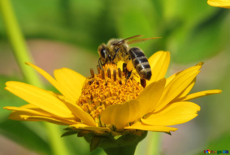 Bee №23036
