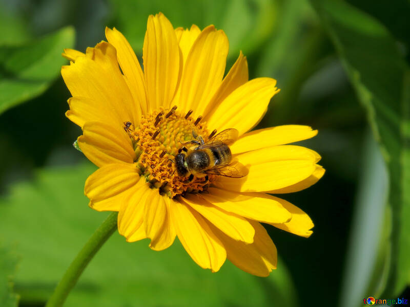 Bee on flower №23052