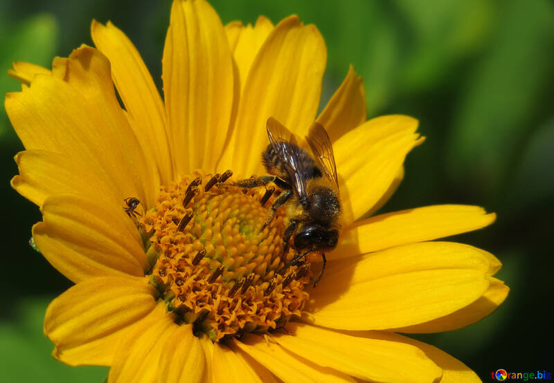 Bee on flower №23053