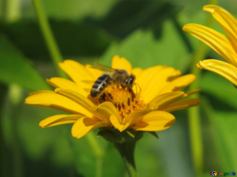 Бджола на квітці розмита №23037
