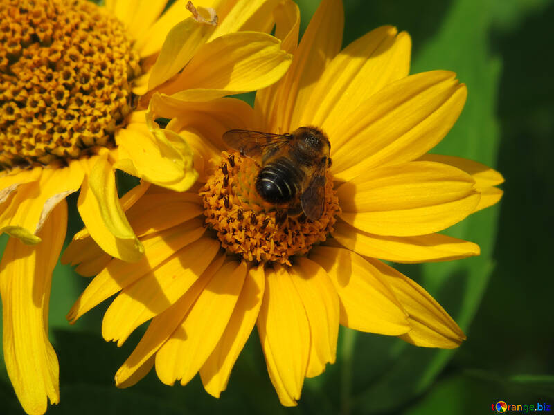 Flor amarela com abelha №23054