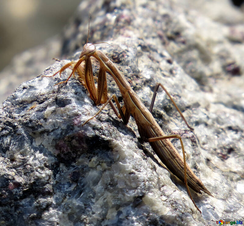 Mantis se cachant sur rocher №23339