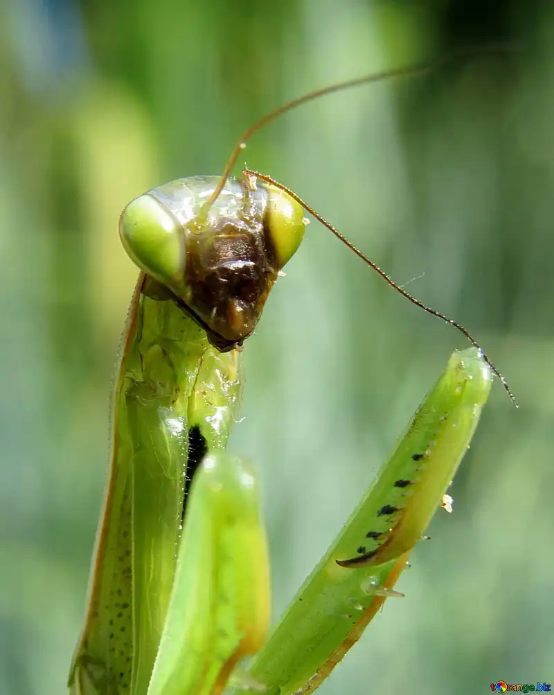 mantis-insect-largest-23310.webp