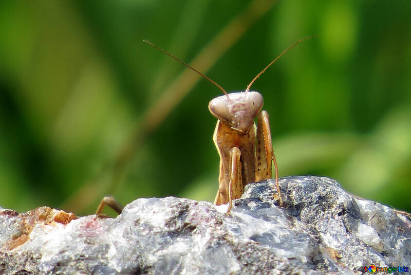 Mantis peeking from behind rock №23337