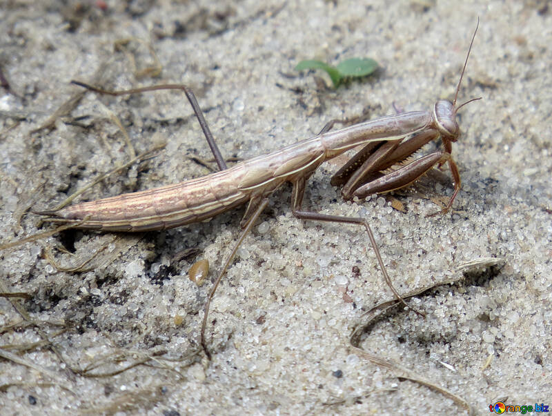 Mantis on the sand №23347