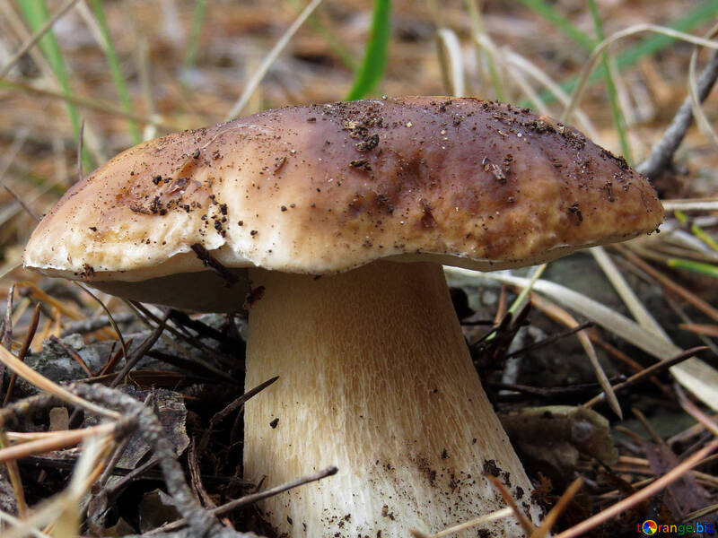 Background white fungus №23161