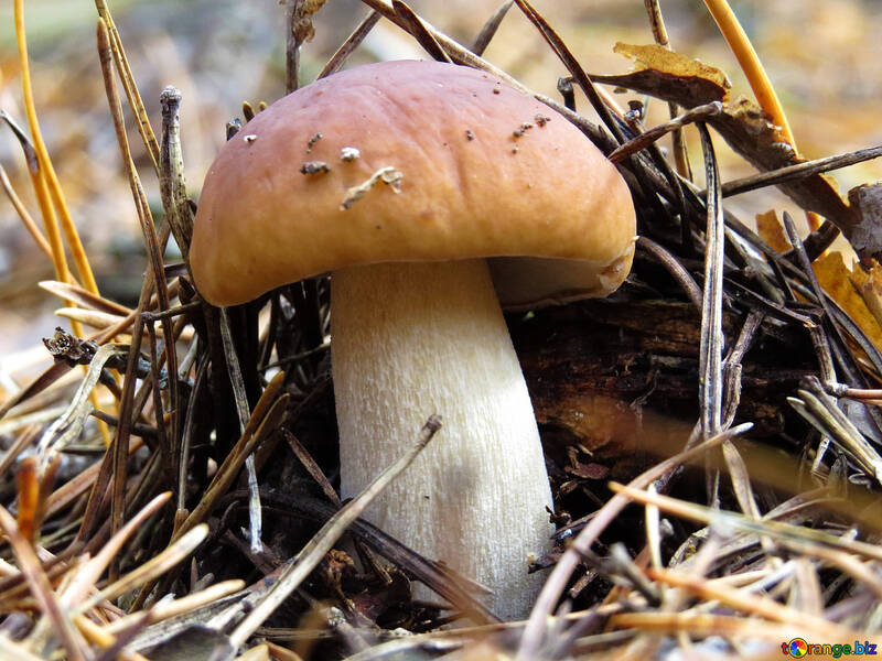 Beautiful white mushrooms №23167