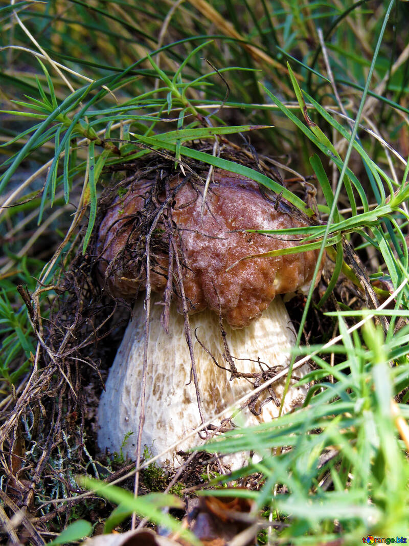 Best mushroom №23126