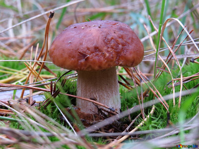 Best mushroom №23224