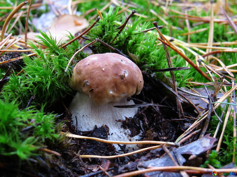 Mushroom head №23234