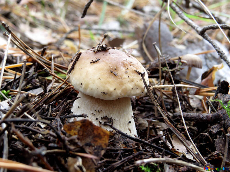 Un piccolo fungo bianco №23153