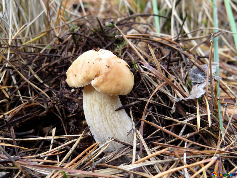 Un piccolo fungo bianco №23174