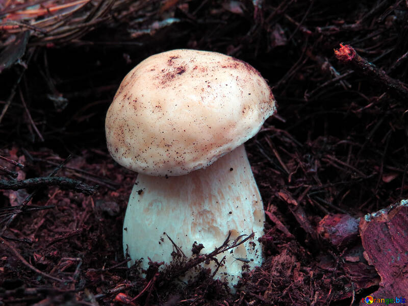 Saboroso cogumelo branco №23852