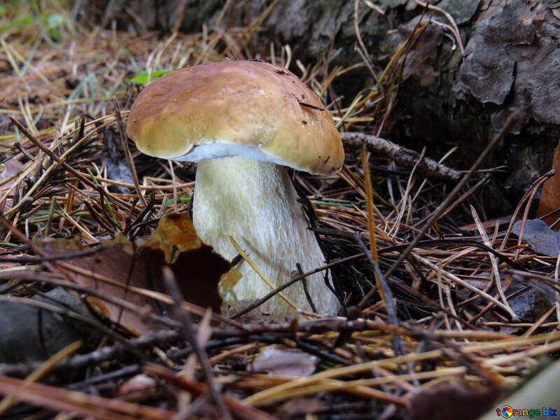 Tasty mushroom №23866