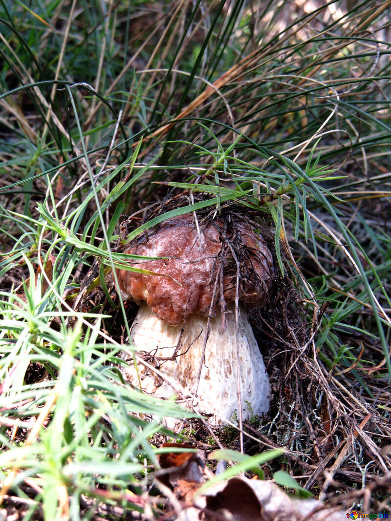 White mushroom in the grass №23127