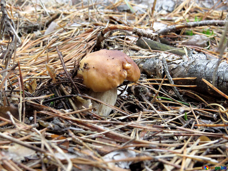 White mushrooms under the branch №23172