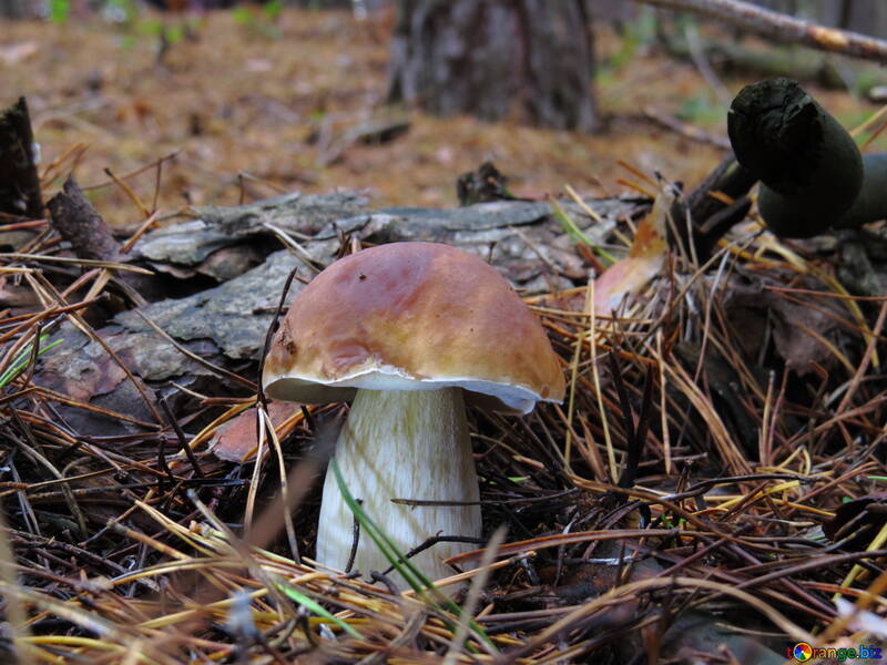 Edible mushroom №23868