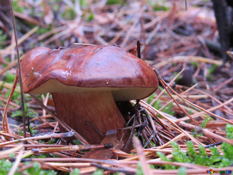 Edible mushroom with brown hat №23265