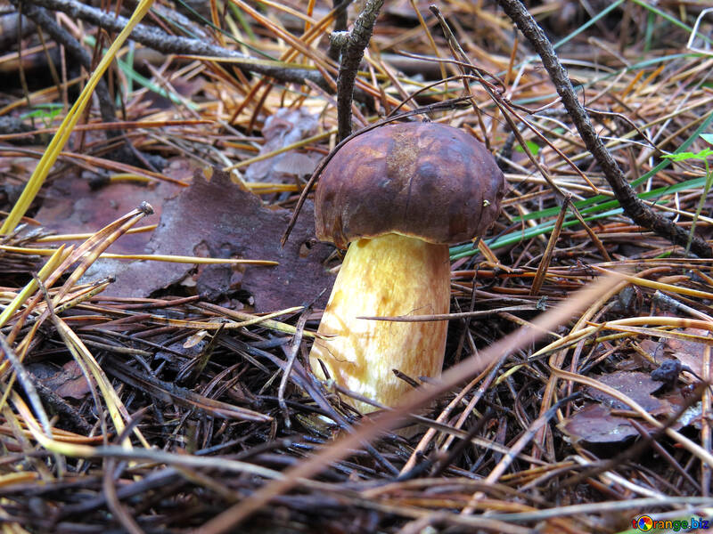 Edible mushroom with brown hat №23864