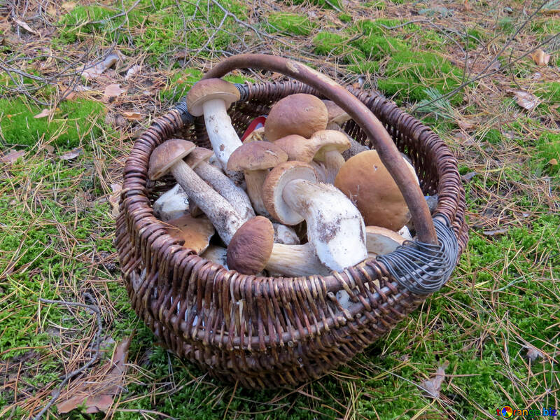 Full basket of ceps №23259