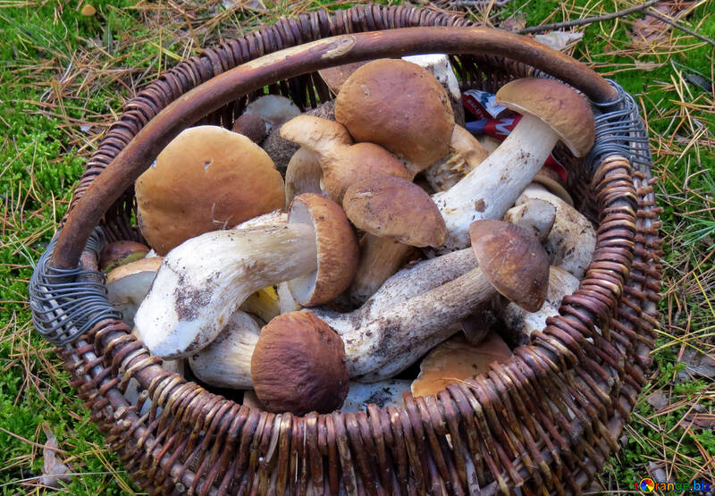 Mushroom season №23257