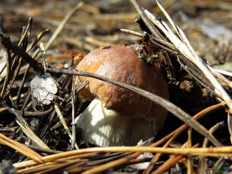 Tasty mushroom №23120