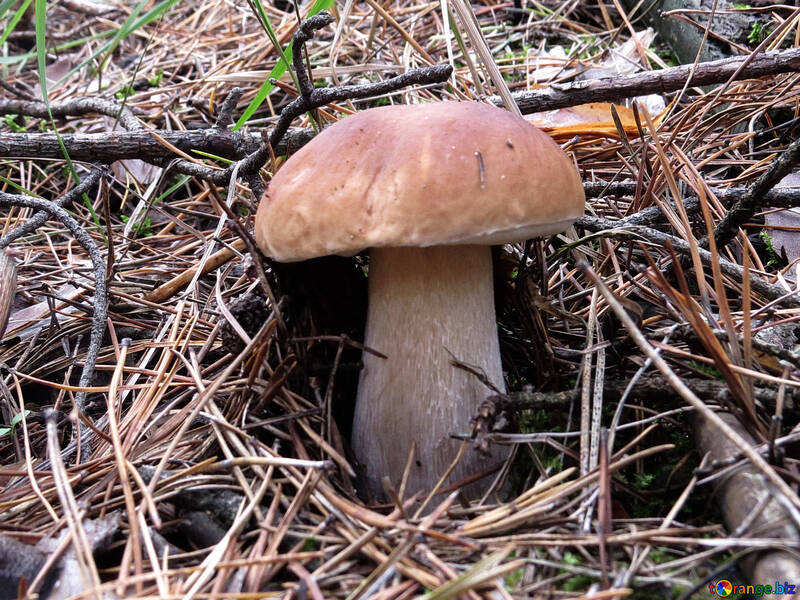 Forest Mushroom №23157