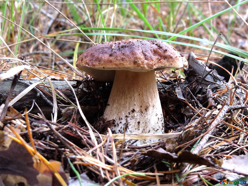 Weißer Pilz im Wald №23163