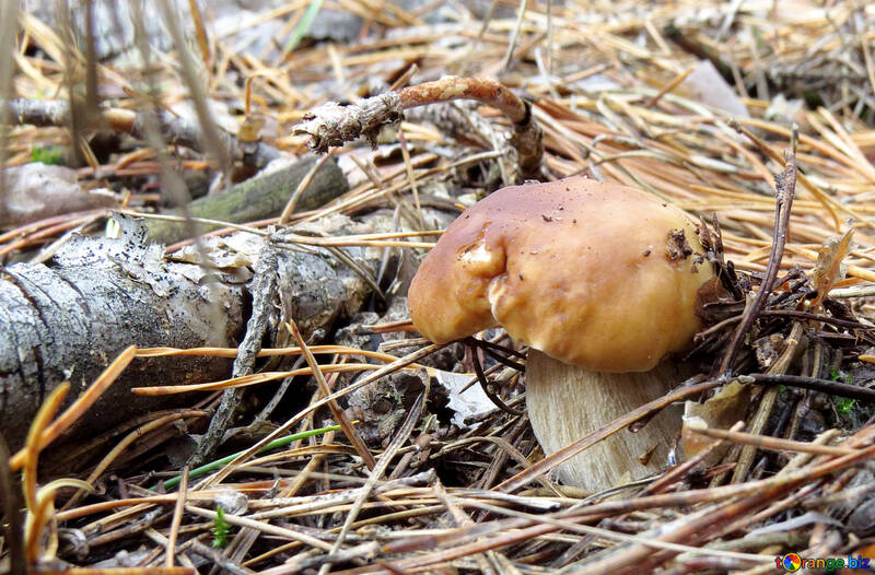 Bianco fungo nella foresta №23173