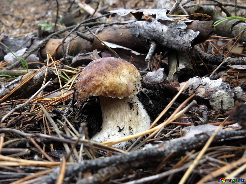 Білий гриб росте в лісі №23856