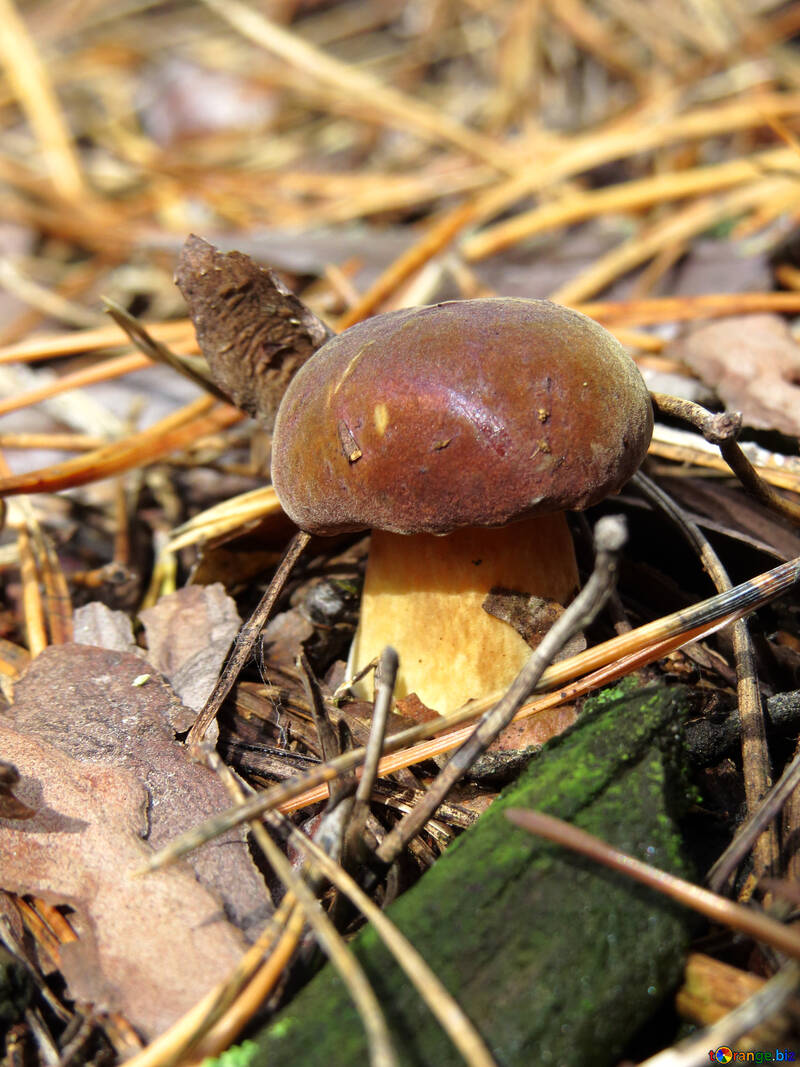 Brown mushroom №23147