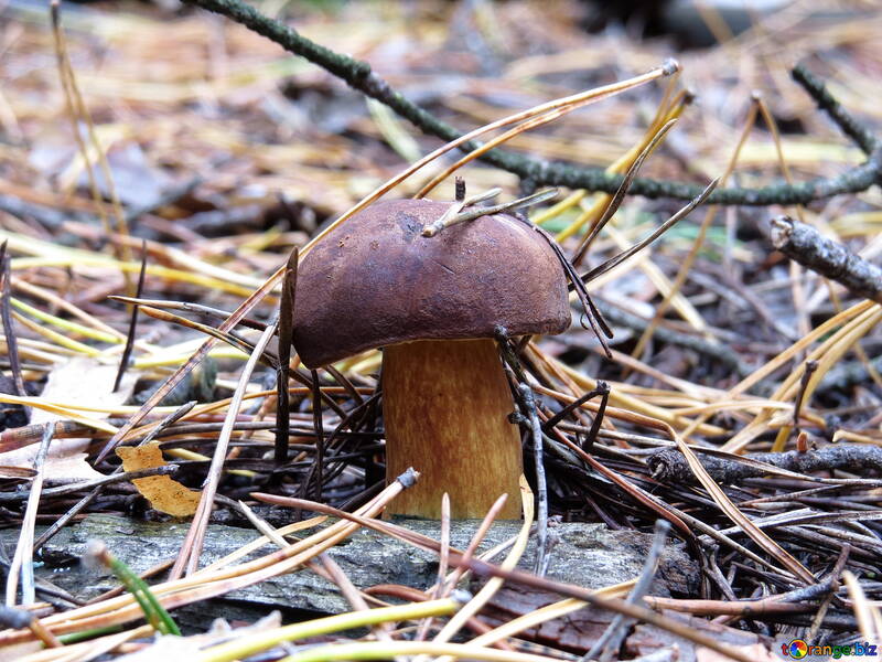 Mushroom with brown hat №23242