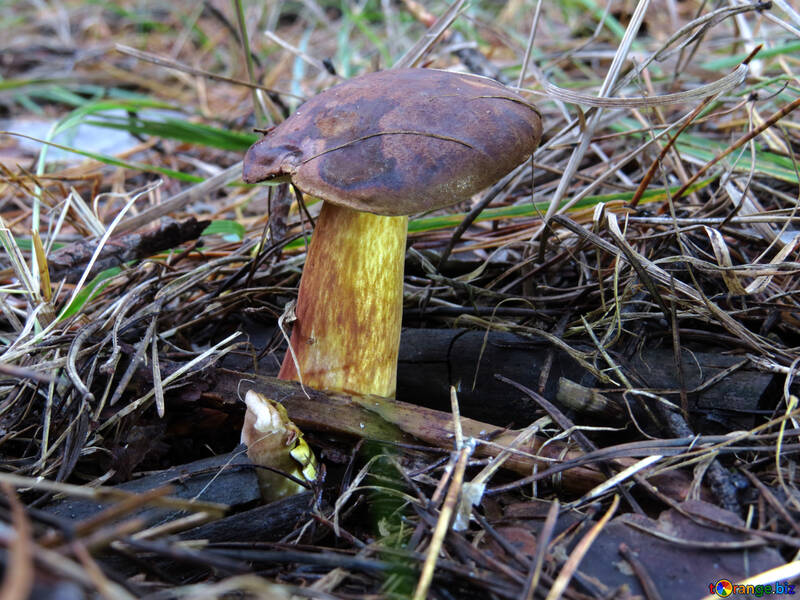 Old Polish mushroom №23850
