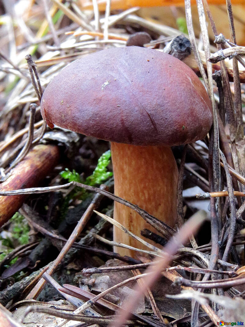Polish mushroom №23150