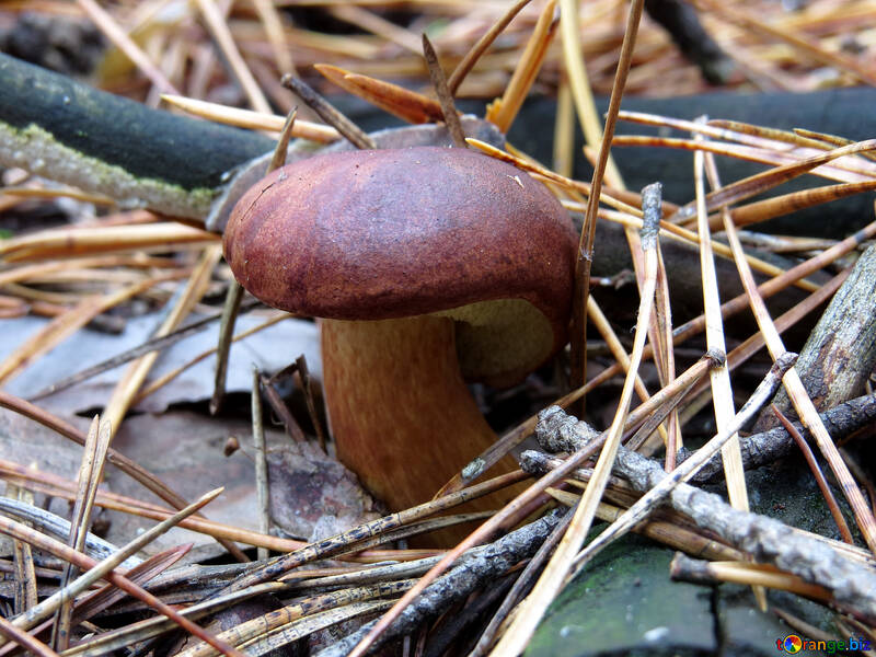 Polonês cogumelo crescendo nas agulhas №23213