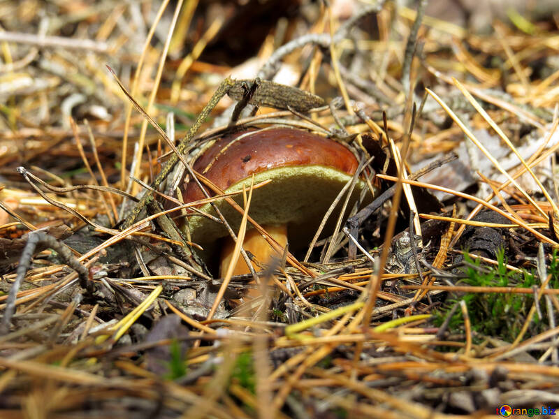 Cogumelo polonês escondido sob as agulhas de pinheiro №23279