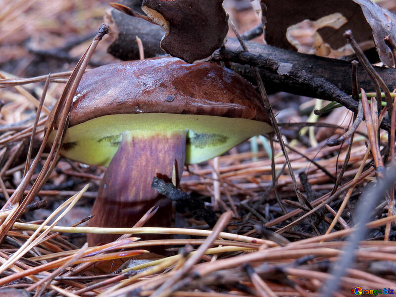 Polish mushroom Explorer under №23283