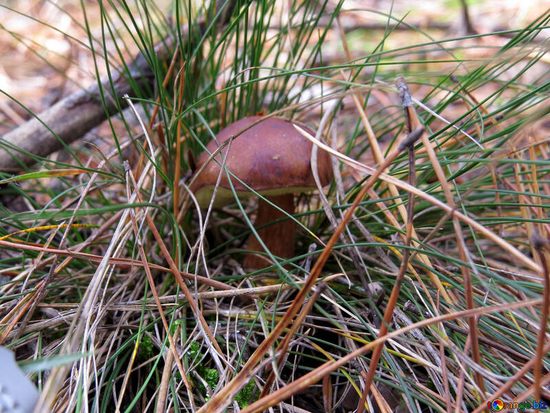 Polish mushroom in the grass №23288