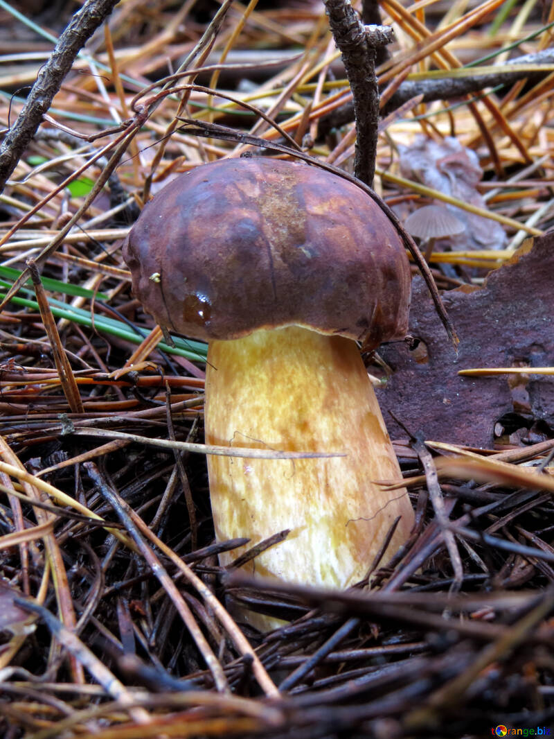 Polish mushroom №23865