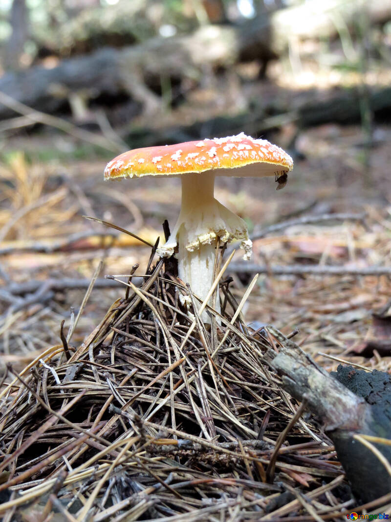 Fly agaric in the forest №23117